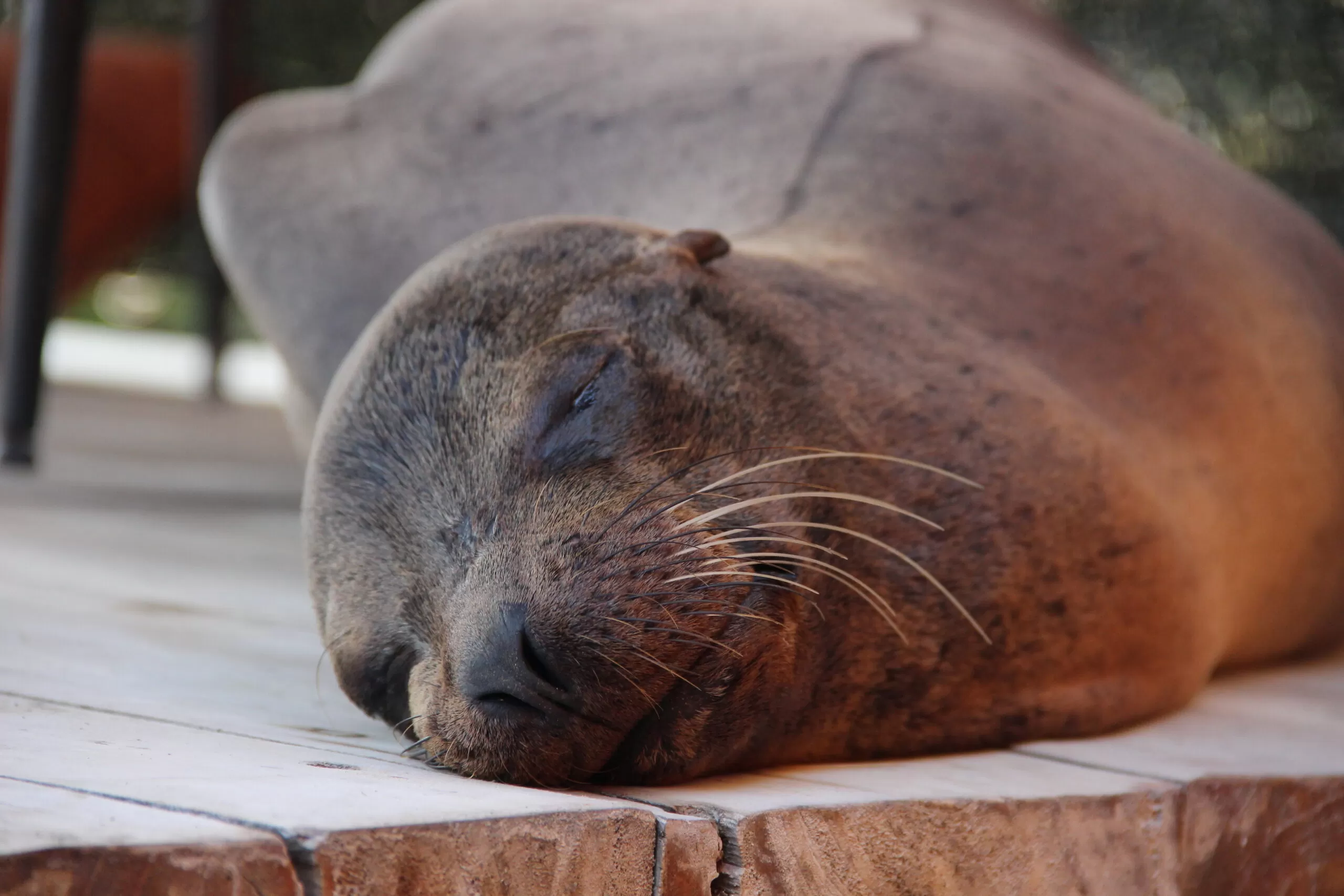 galapagos adventure lobo marino