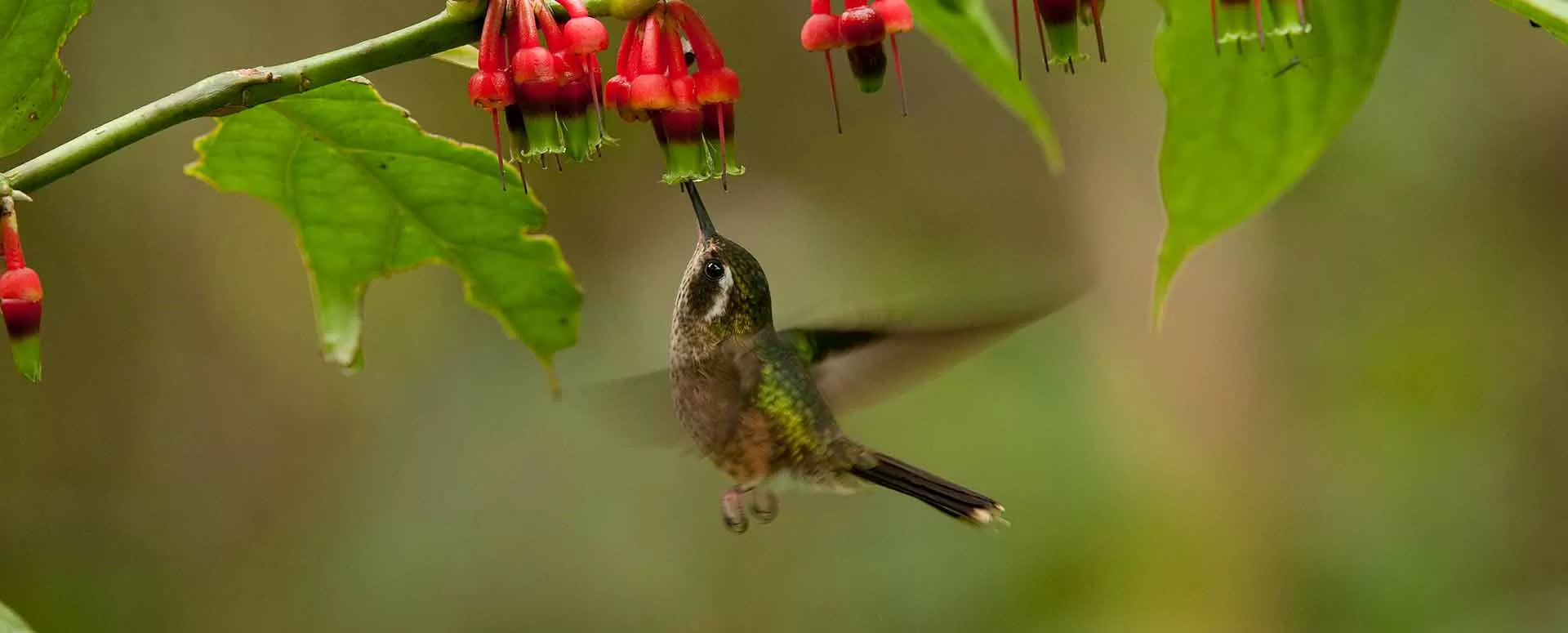 Colibri mindo
