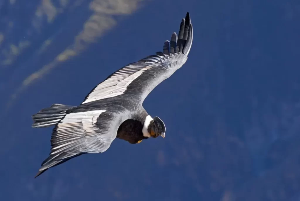 Andean condor