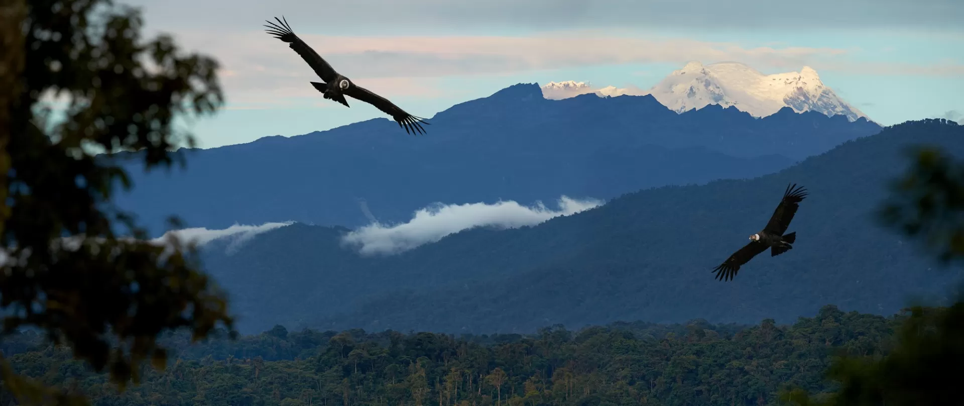 Two Andean condors (Vultur gryphus) soaring with snowy Andean peaks in the background.