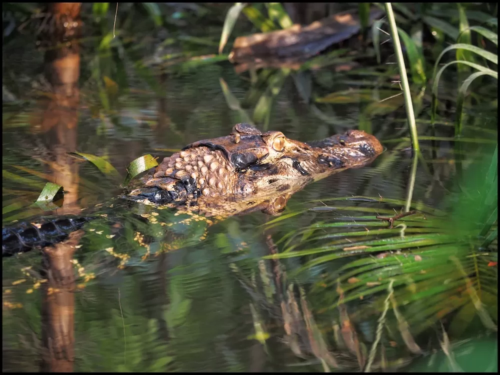 Caiman resting on the riverbank in the Cuyabeno Reserve.