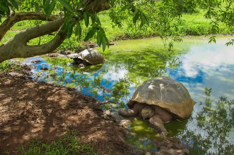 galapagos islands tour ecuado best places