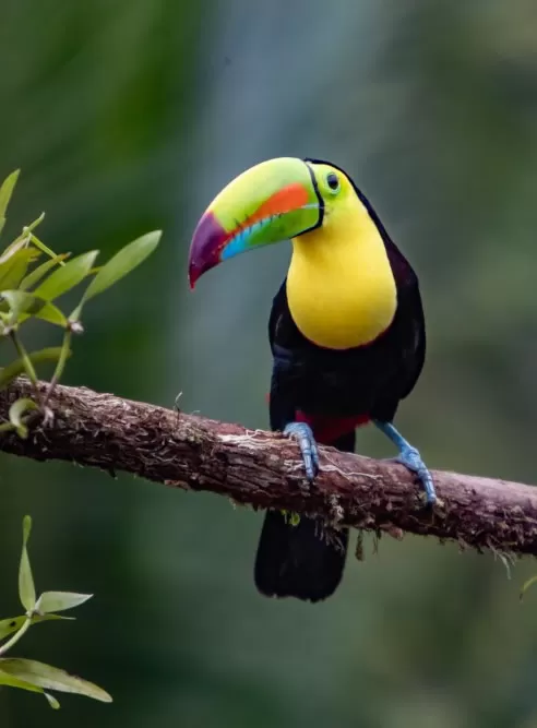 Toucan perched on a branch in the Ecuadorian Amazon rainforest.