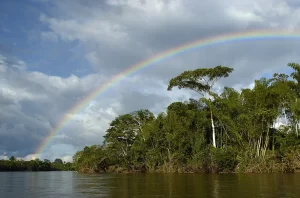 ecuadorian amaon plants
