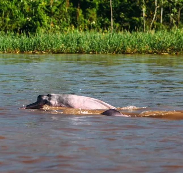 Amazon-Pink-Dolphins