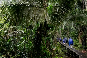 Napo wildlife