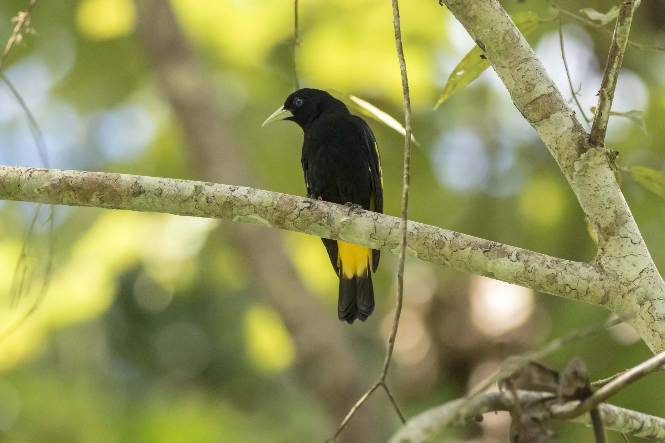 bird amazon rainforest