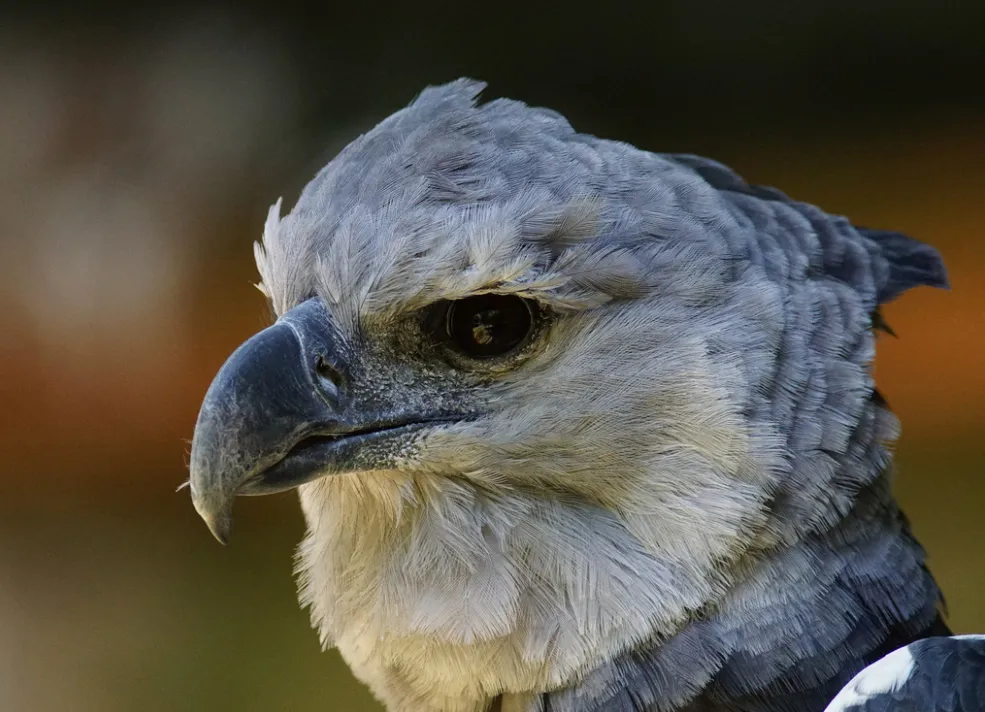 Harpy-Eagle