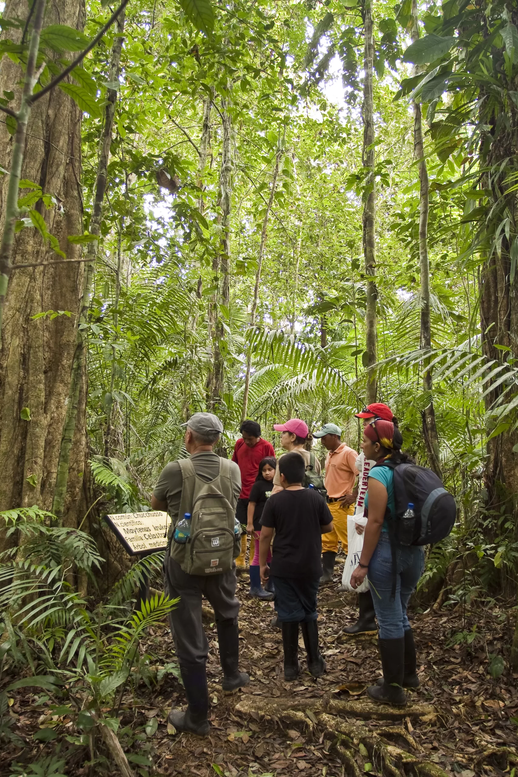 rainforest amazon
