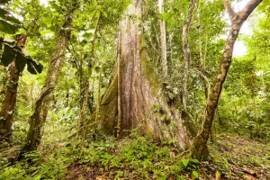 amazon in ecuador