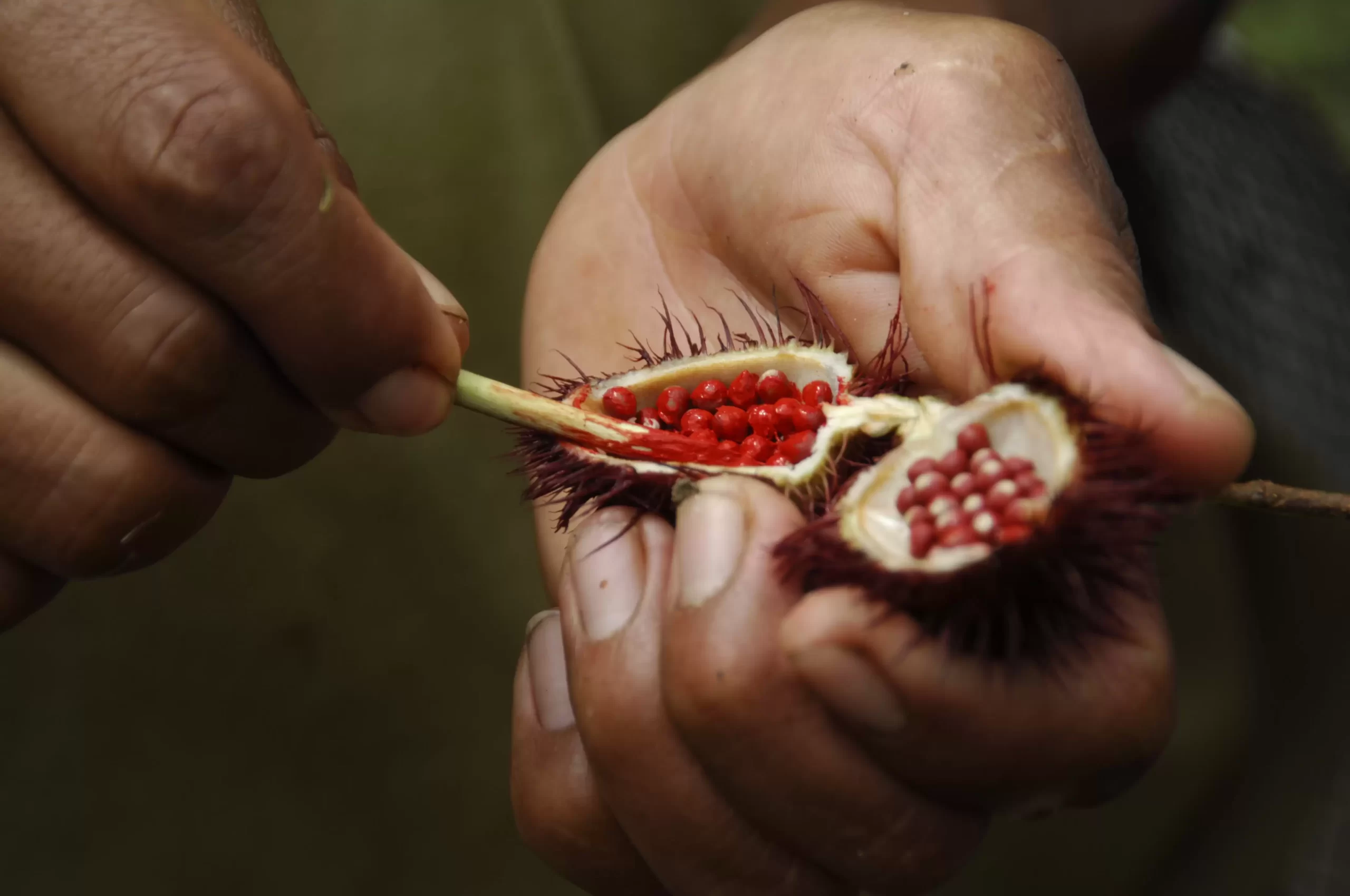 achiote