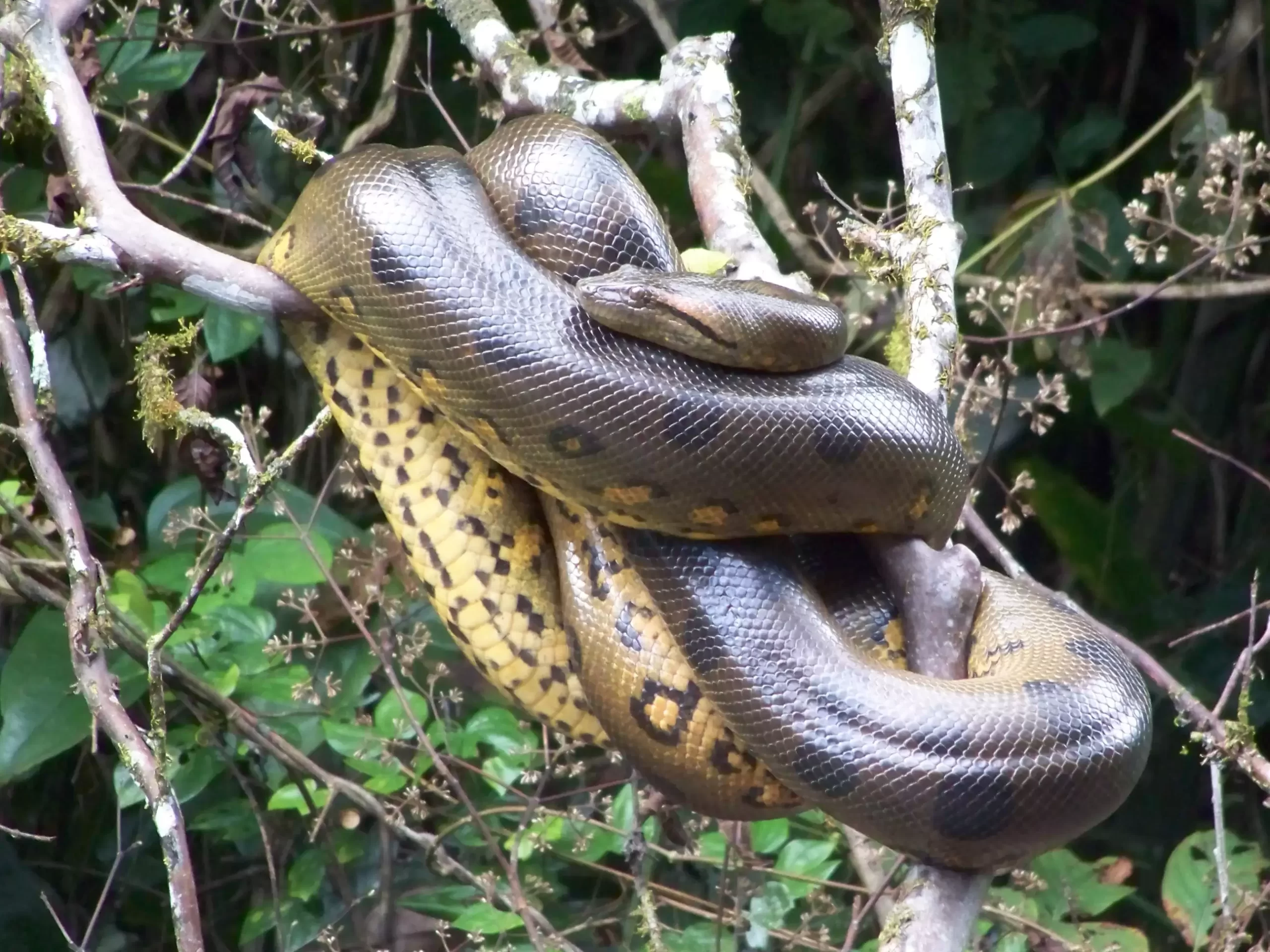 anaconda