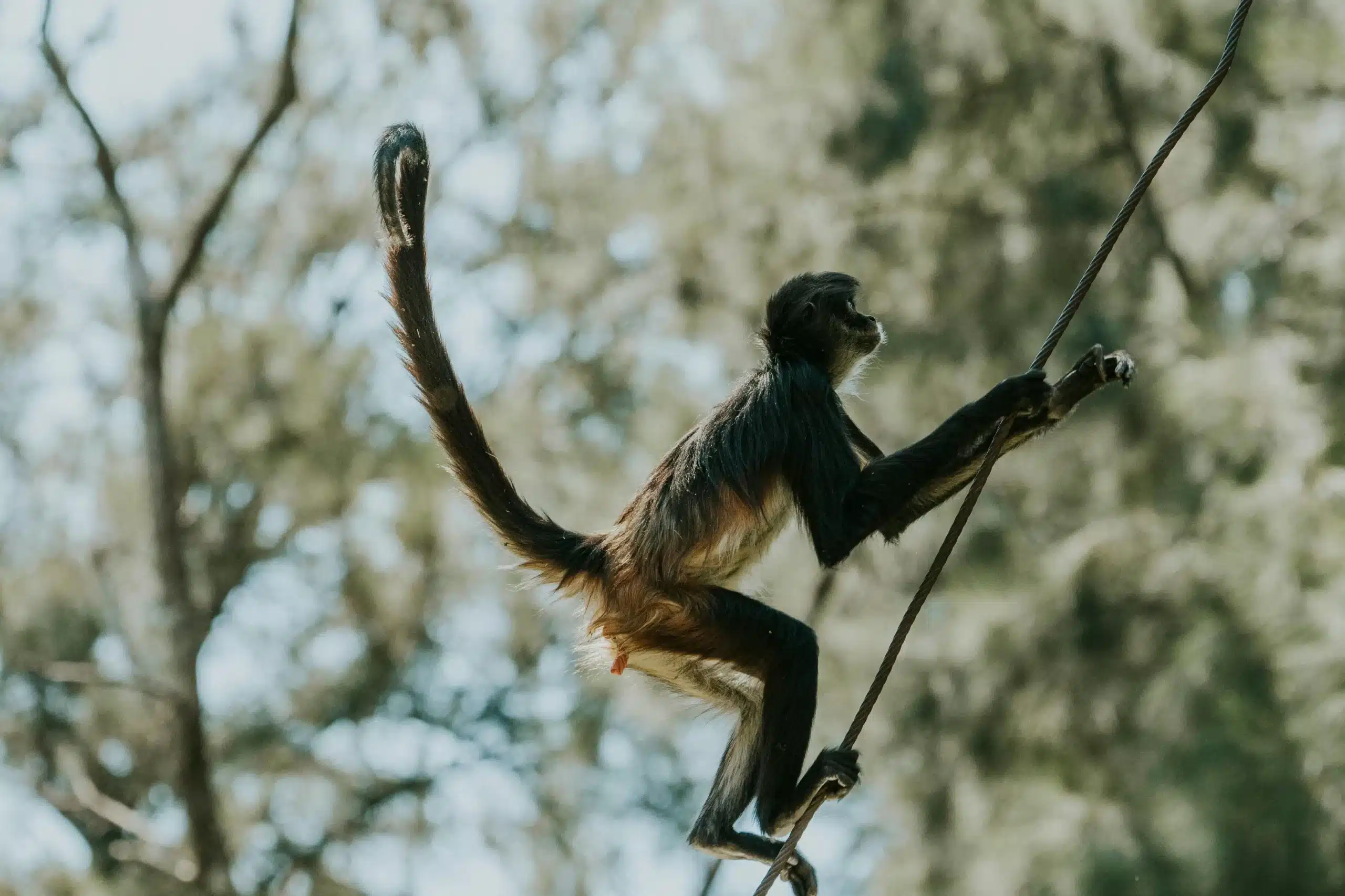 spider monkey