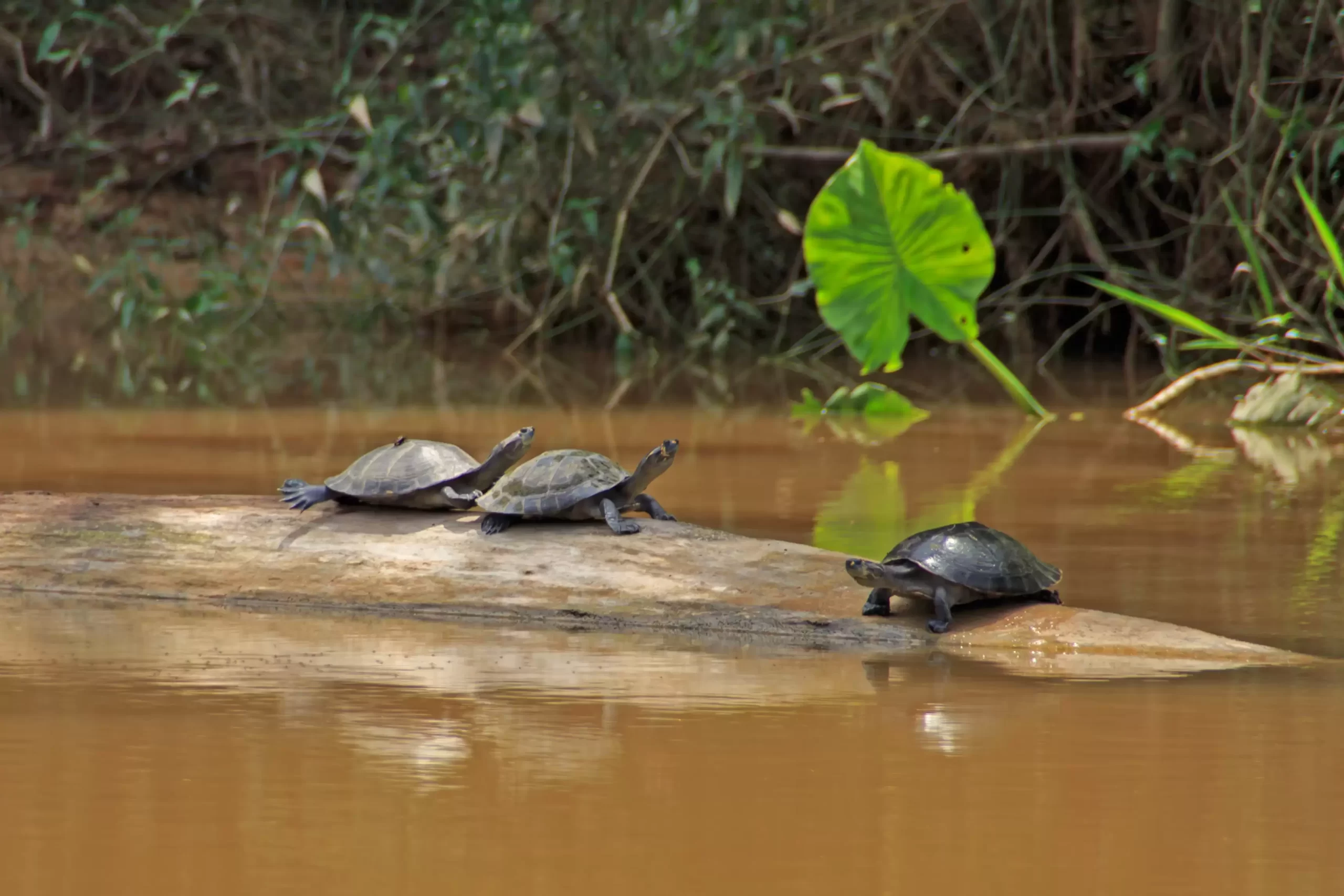 TURTLES in the amazon river