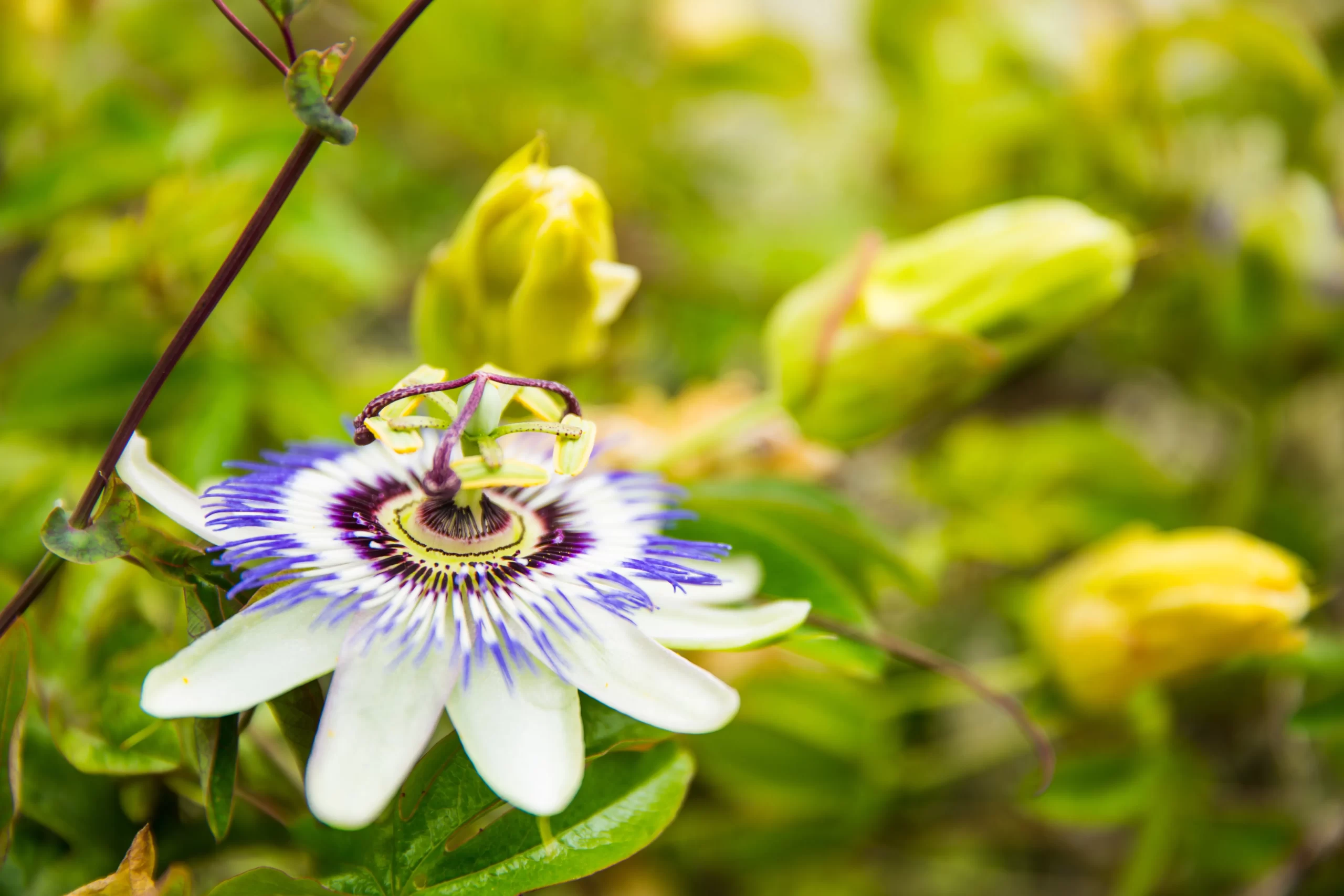 pasiflora