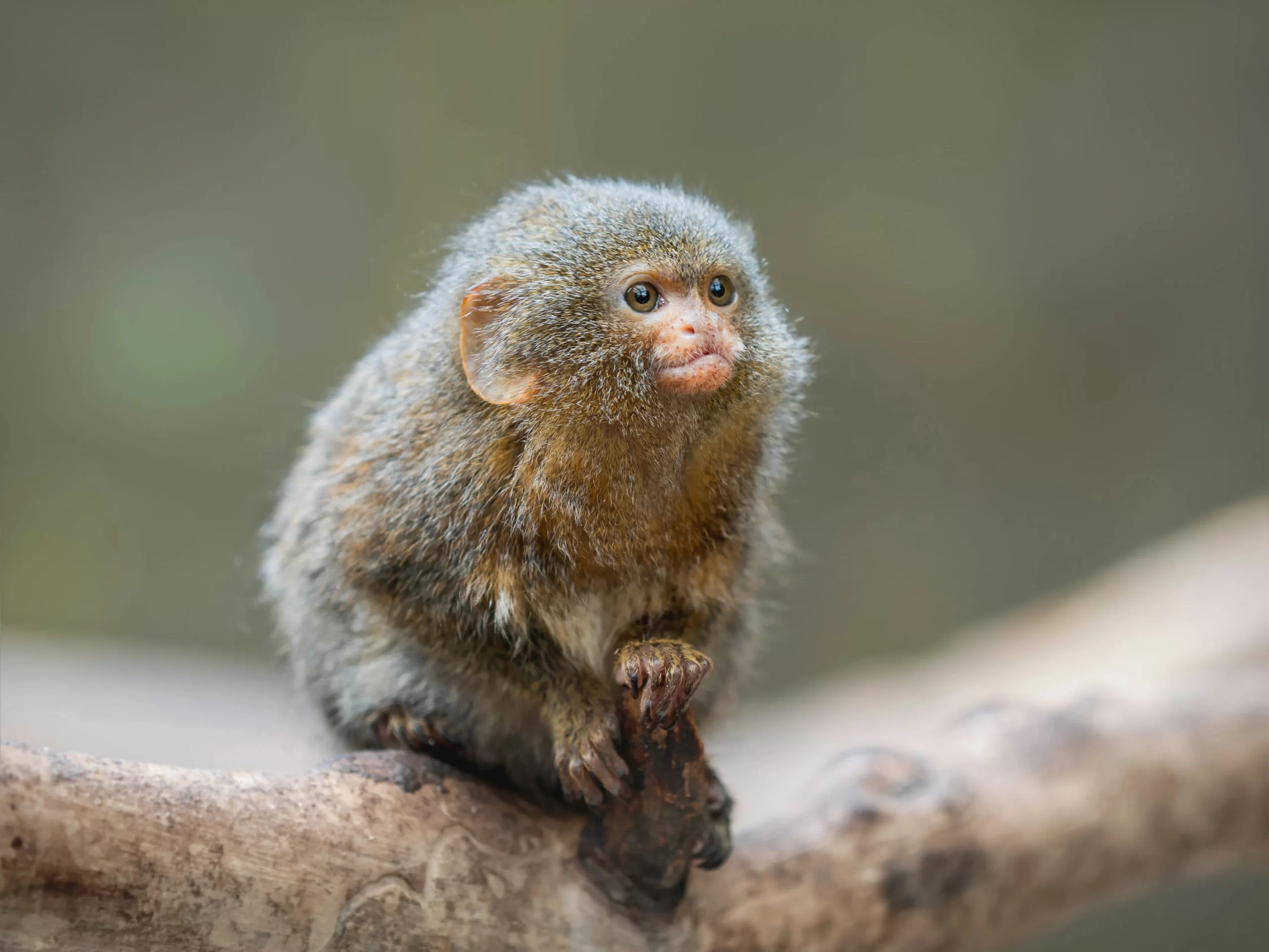 one of the smallest monkey in the worl Fluffy Pygmy amazon rainforest