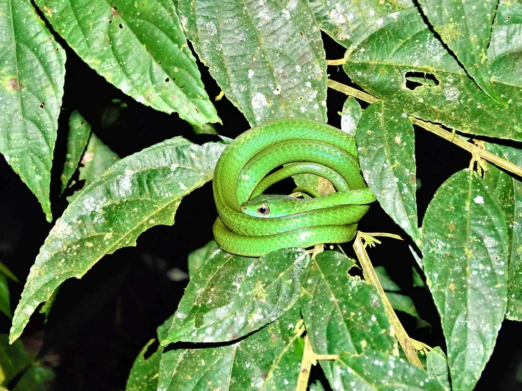 The Amazon and its biodiversity
