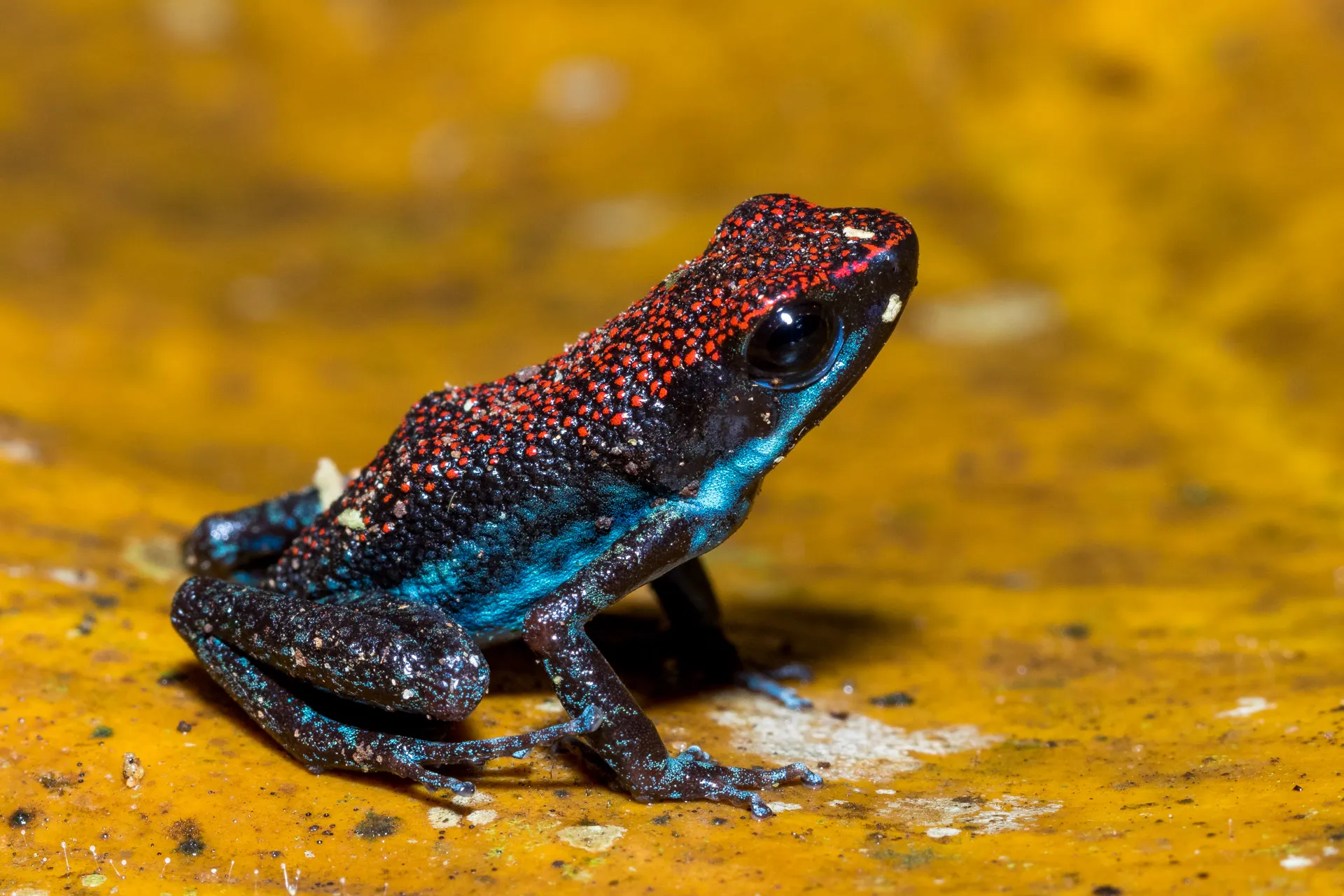 Amazon amphibians: vibrant frogs and toads