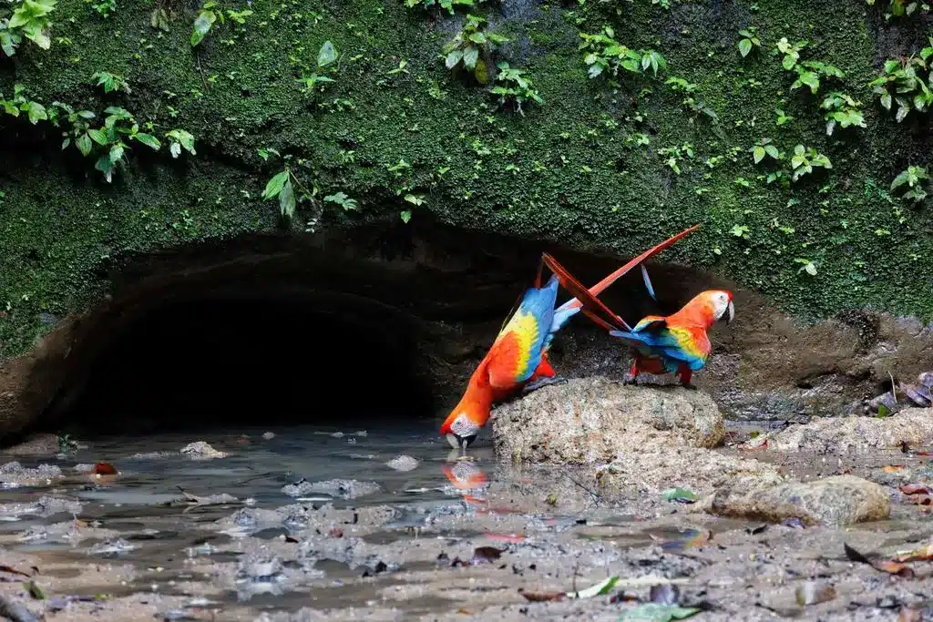 Two macaws at a clay lick in the Amazon rainforest.
