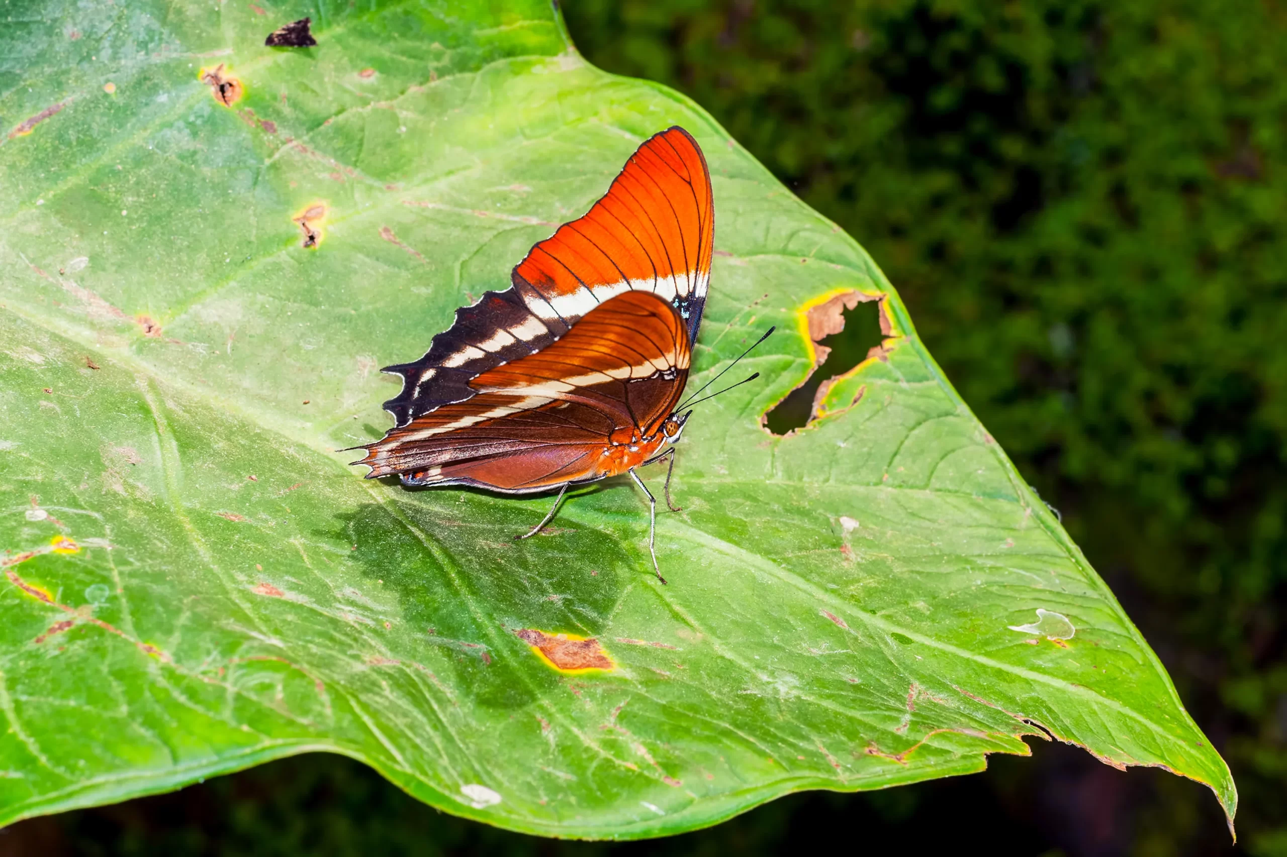 Guide to the amazon rainforest, wildlife