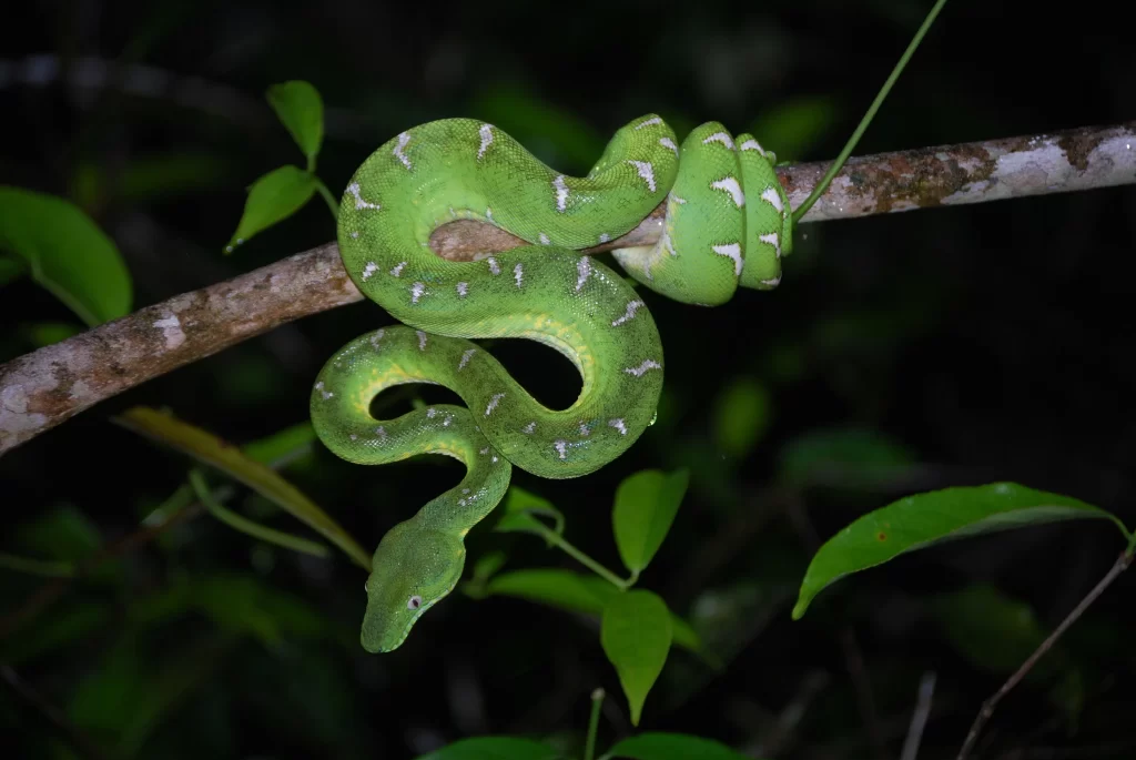 boas and anacondas in the Ecuadorian Amazon