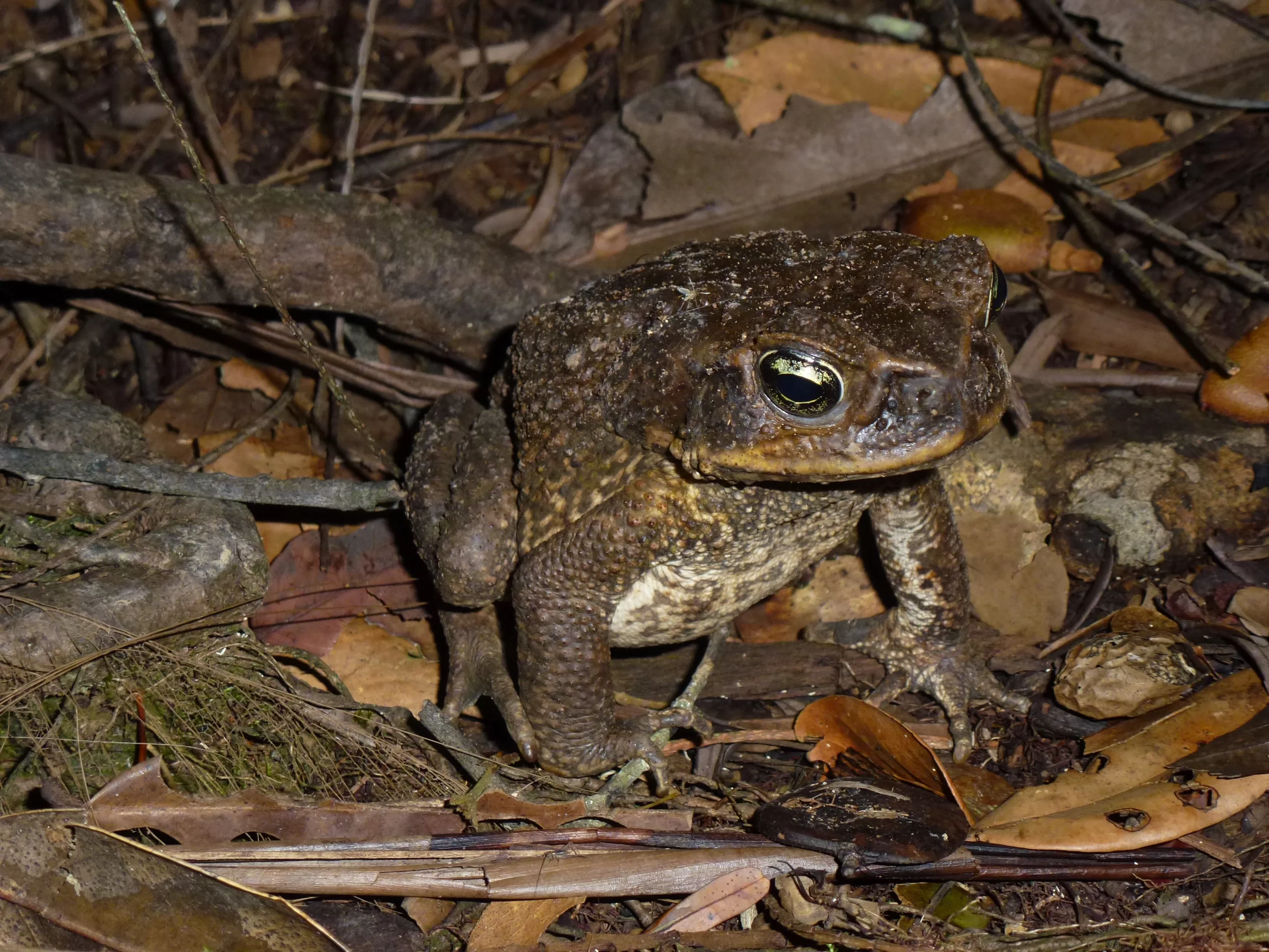 Amazon amphibians: vibrant frogs and toads