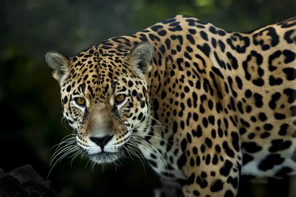 jaguar-amazon rainforest