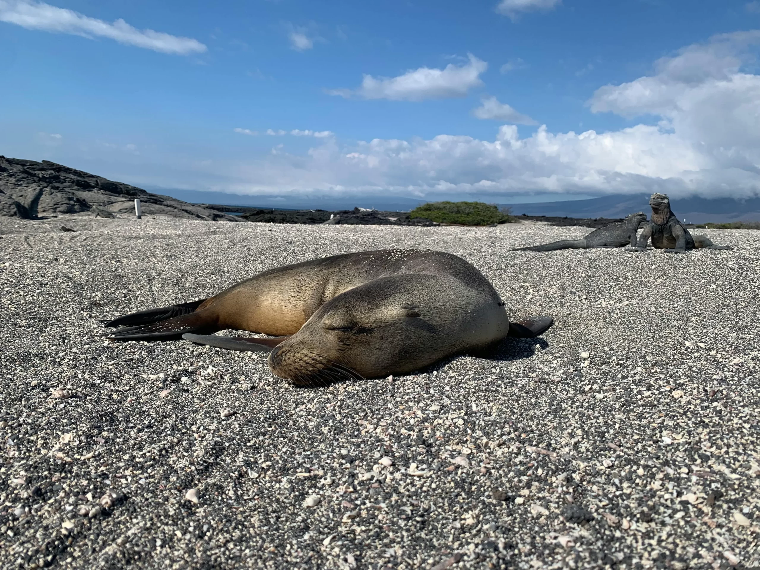 Responsible Tourism in Galapagos: eco-certified-cruices
