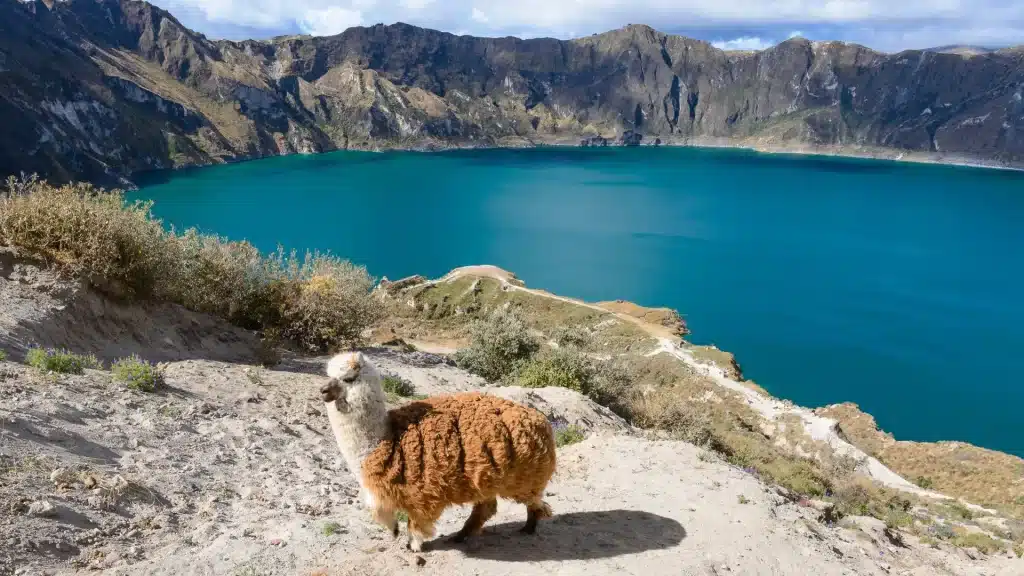 A Huacaya alpaca standing near the turquoise Quilotoa crater lake, a volcanic lagoon in the Ecuadorian Andes.