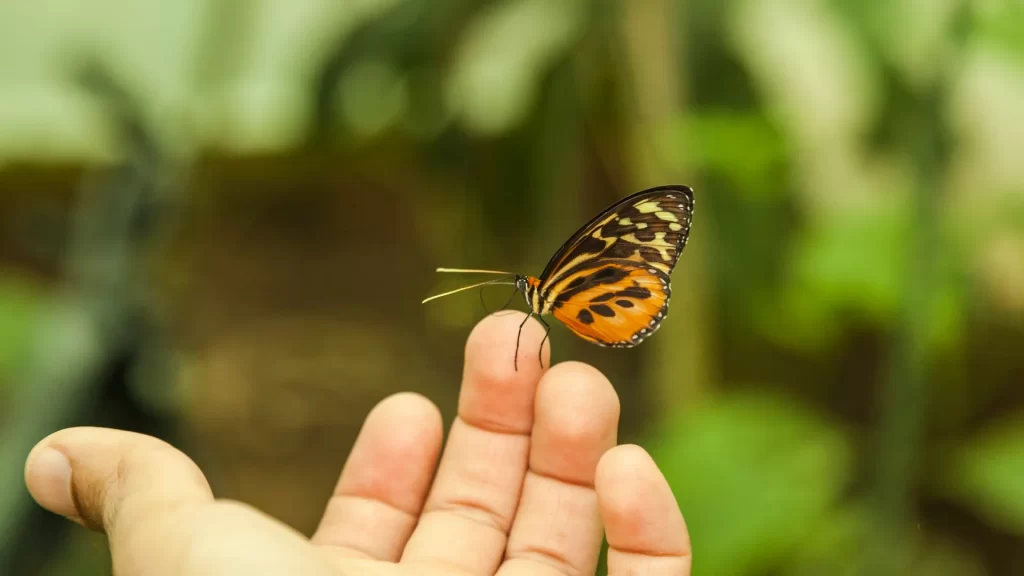 A tiger longwing butterfly resting gently on a person’s fingers in the Amazon rainforest-Ecuador butterfly diversity