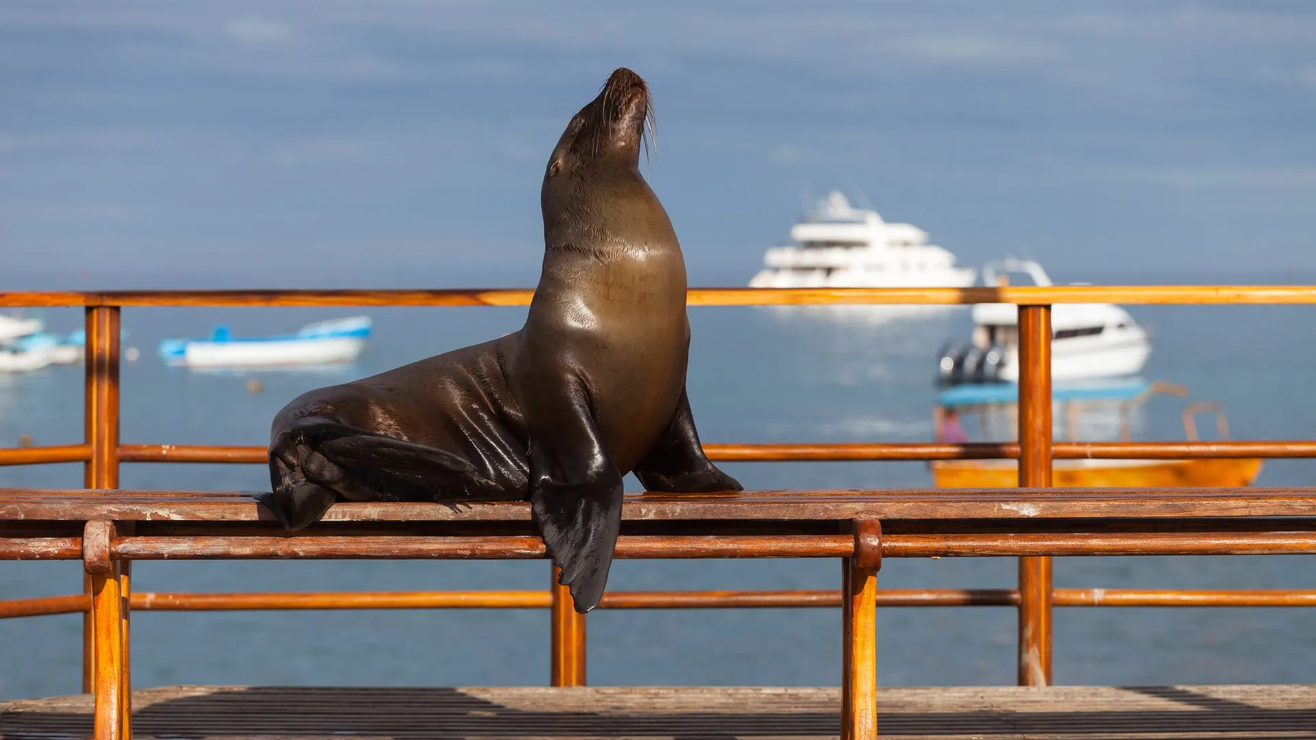 A Galápagos sea lion resting on the shore of Santa Cruz Island, with several boats visible in the ocean behind it.