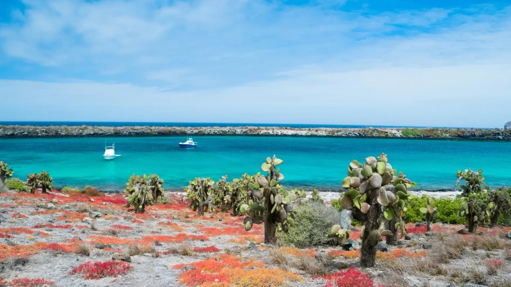 Cactus plants on Isla Plaza Sur, Galápagos, with turquoise waters and yachts in the distance.