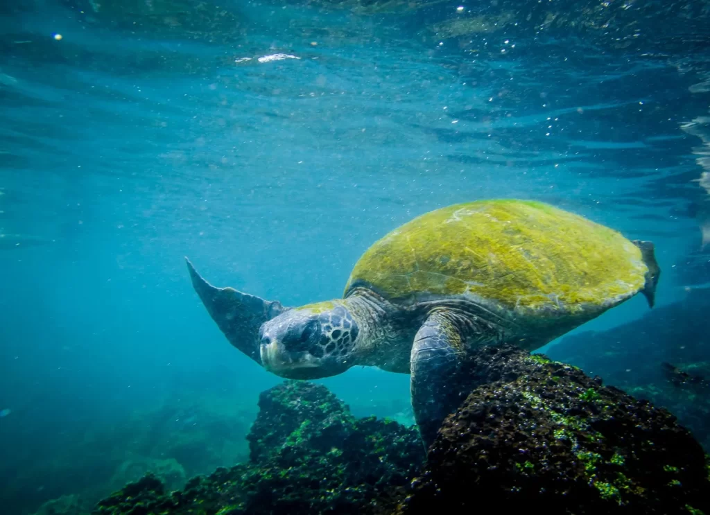 A sea turtle in the clear turquoise waters of the Galápagos, its shell covered in green algae or moss-like growth. - The unique characteristics of the Galapagos Islands 