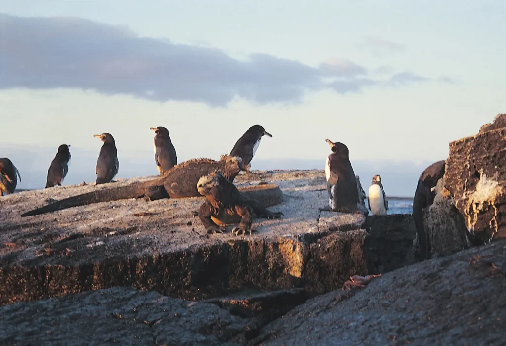 A Humboldt penguin and a marine iguana standing on volcanic rock in the Galápagos Islands.