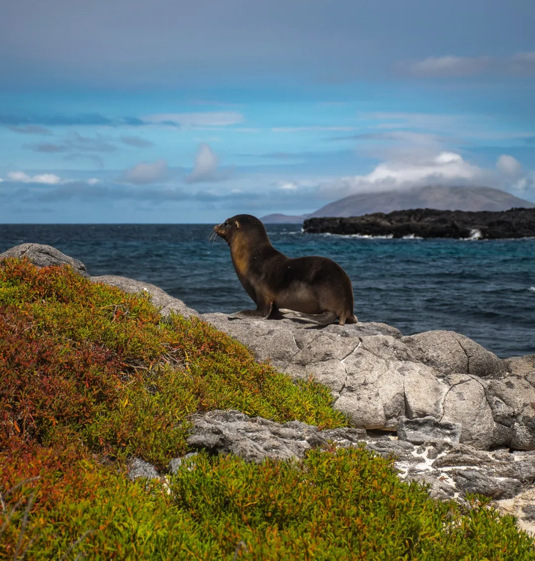 A Galápagos sea lion resting on a rocky shoreline with dark volcanic terrain and the ocean in the background. - The unique characteristics of the Galapagos Islands