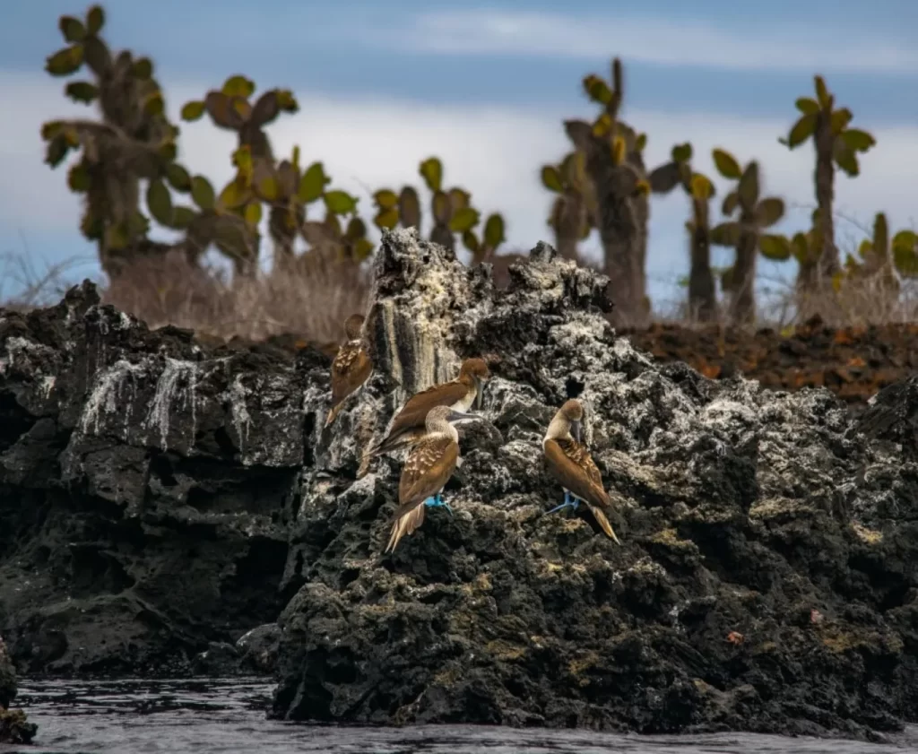Blue-footed boobies-Why Galapagos Islands famous