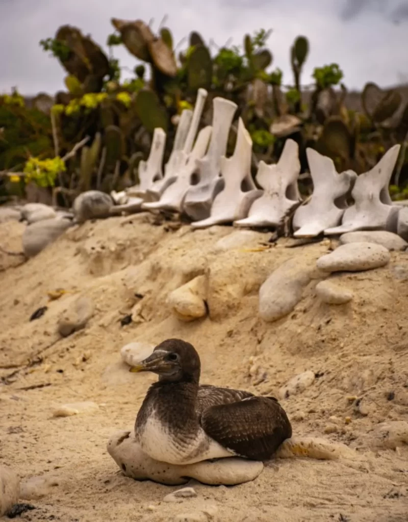 A black-and-white shorebird with a scavenger-like beak, standing near a white stone and the remains of a sea turtle on the Galápagos sand.