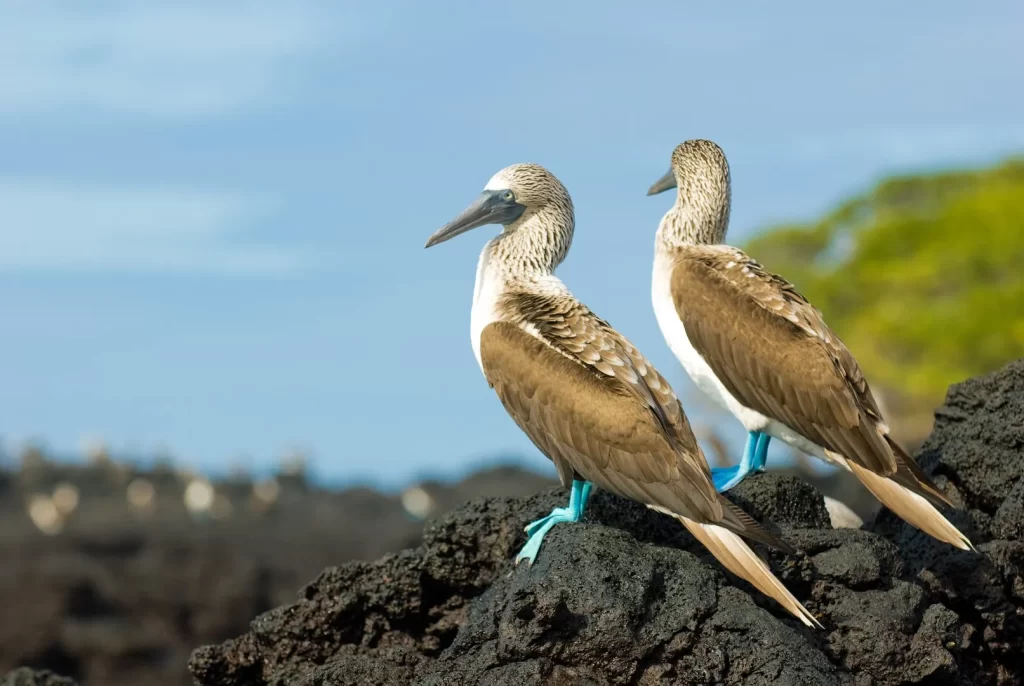 Blue-footed boobies standing on rough black volcanic ground in the Galápagos Islands. - The unique characteristics of the Galapagos Islands