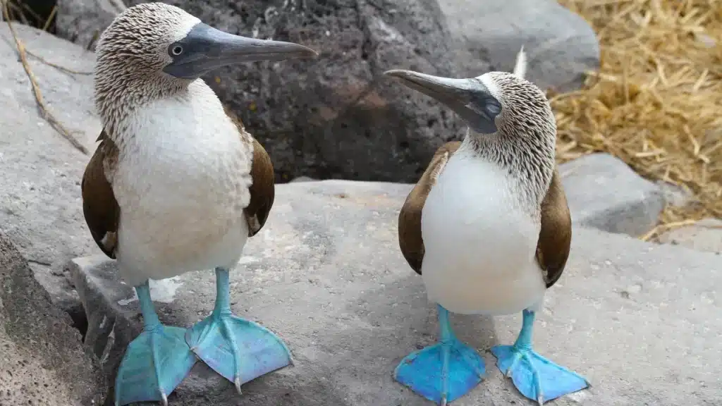 Blue boobies-flights from the US to the Galápagos