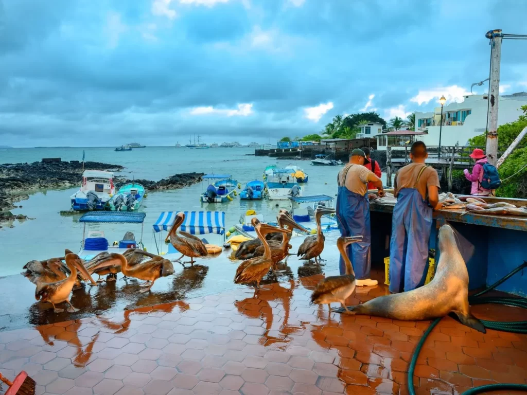 Fishermen selling fish at a dock stall in Puerto Ayora, Santa Cruz Island, with sea lions and pelicans nearby.- Galapagos without cruise
