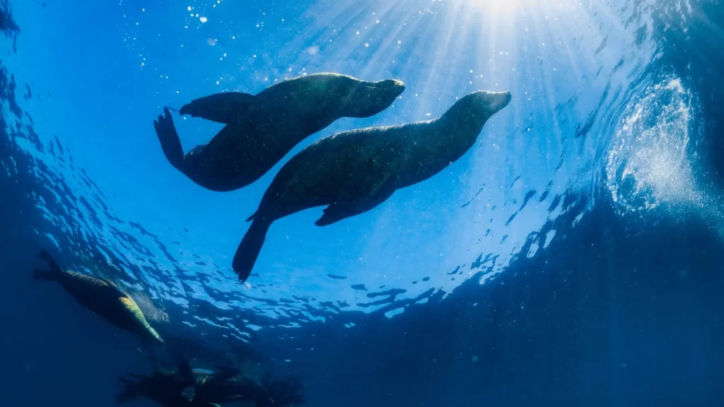 A family of sea lions swimming and resting together in the clear waters of the Galápagos Islands.