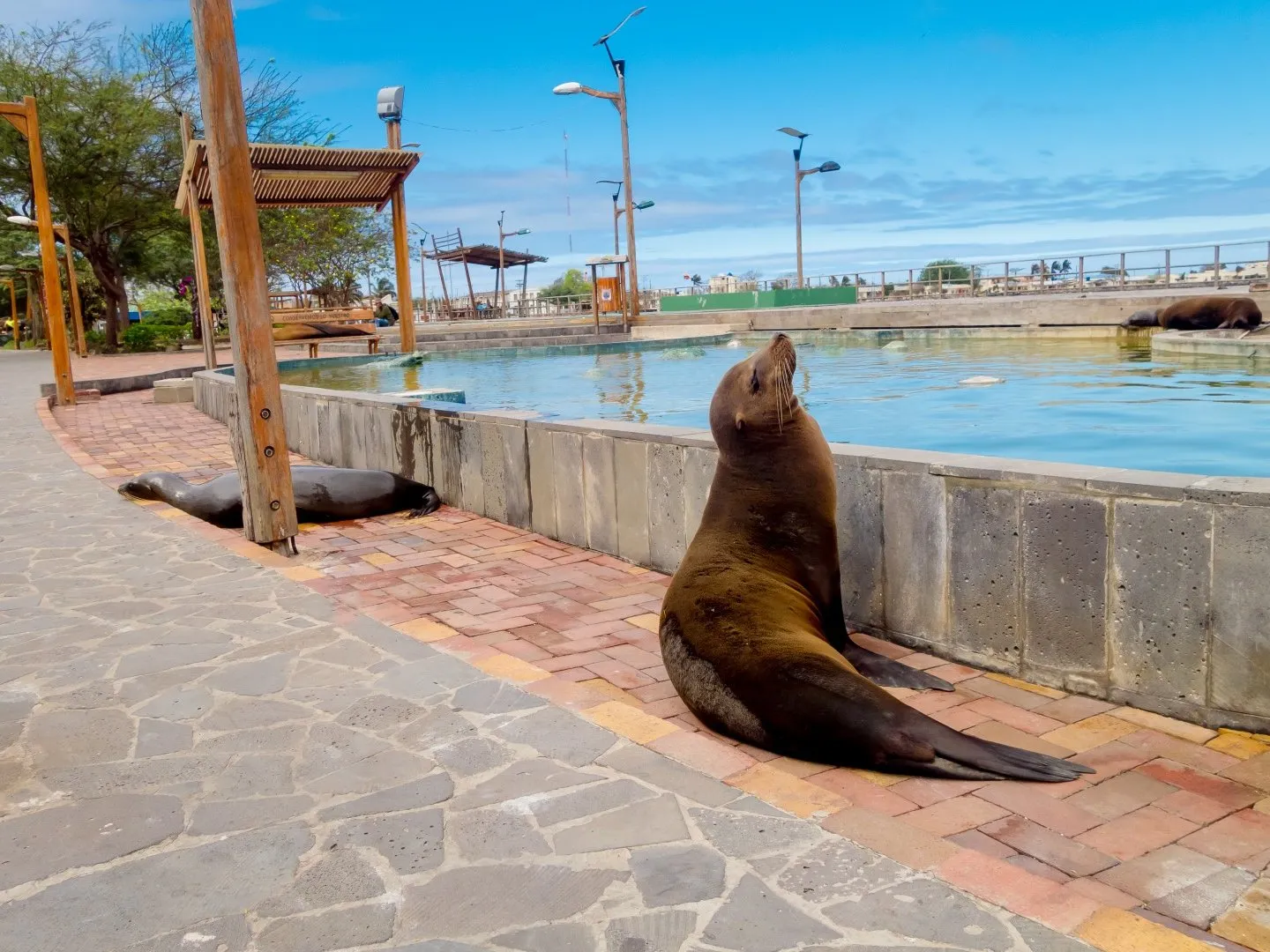Galapagos without cruise- A sea lion resting on the beach in San Cristobal, Galapagos Islands.