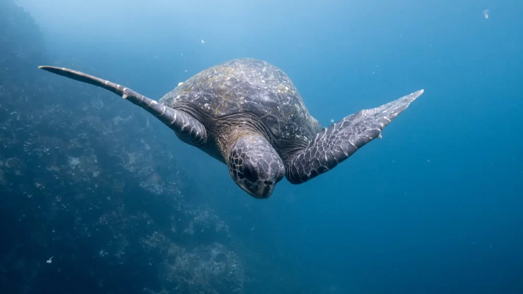 Sea turtle-Why Galapagos Islands famous
