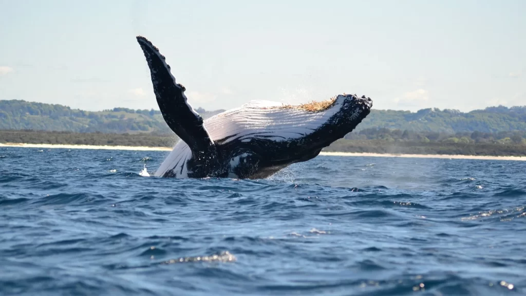 A humpback whale breaching off the Pacific coast of Ecuador, captured during whale-watching season