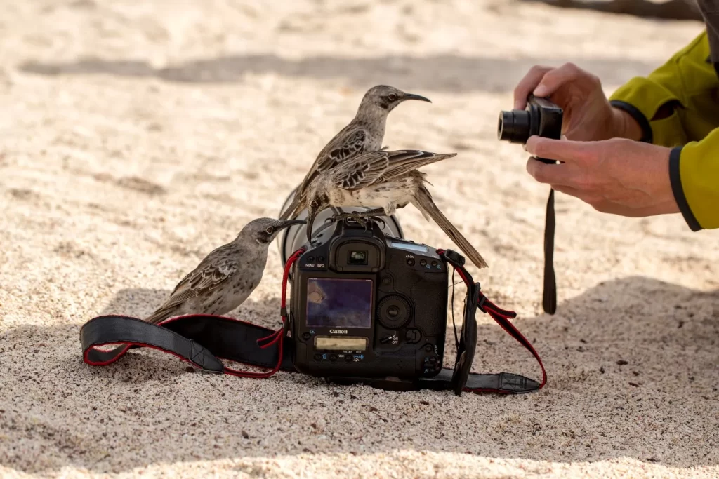 Galápagos mockingbirds perched on and around a camera, with another smaller camera photographing them.