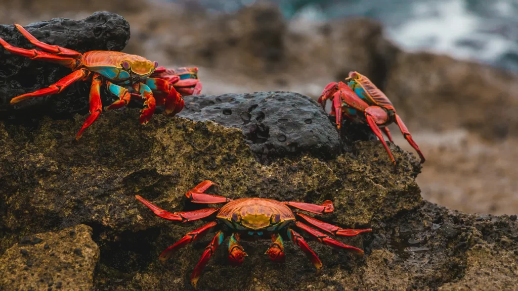 Sally Lightfoot crabs-vaccinations need Galapagos