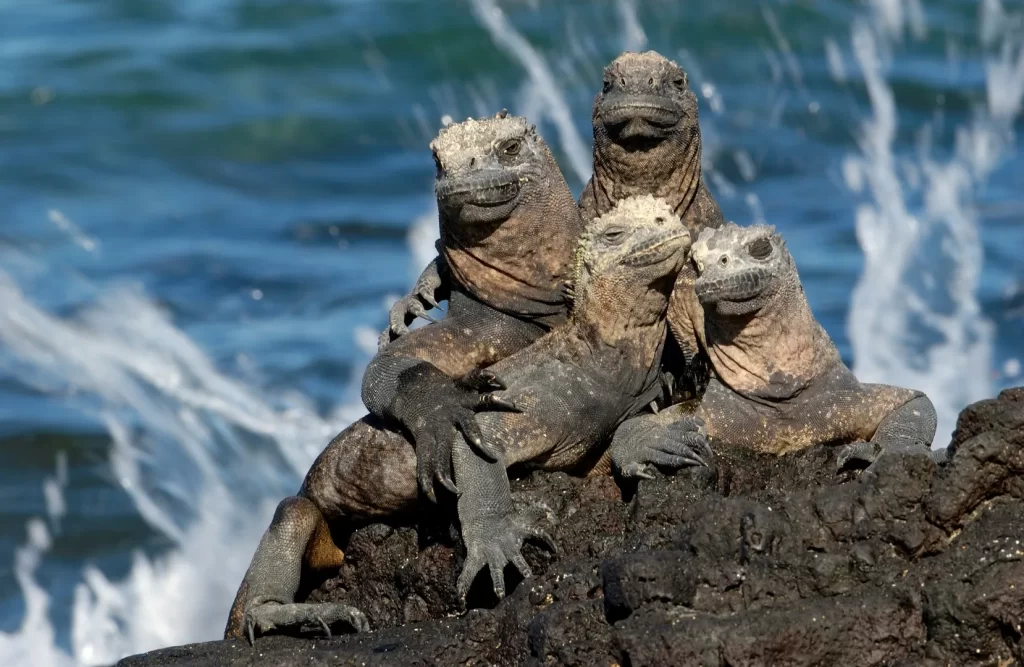 Marine iguanas resting on dark volcanic rocks on Isabela Island, Galápagos.