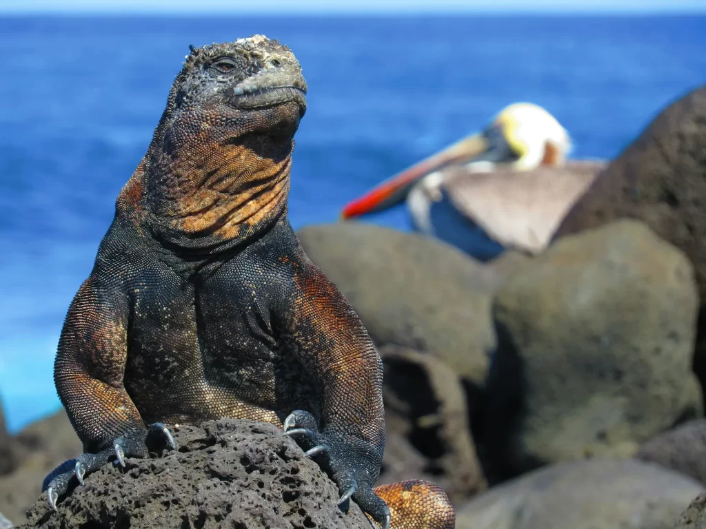 Iguana-vaccinations need Galapagos