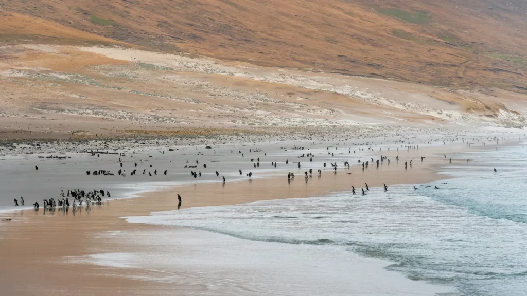 Coastal scene on Saunders Island in the Falklands with numerous seabirds, possibly including penguins, near the ocean.