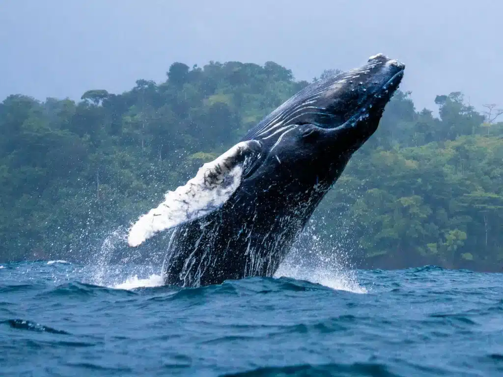 Whale watching Colombia July